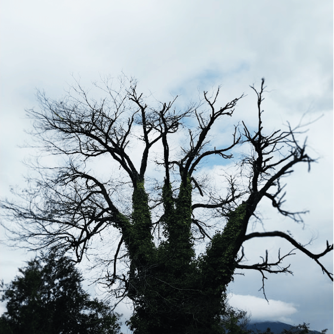 consultor forestal arbol sur de chile 10